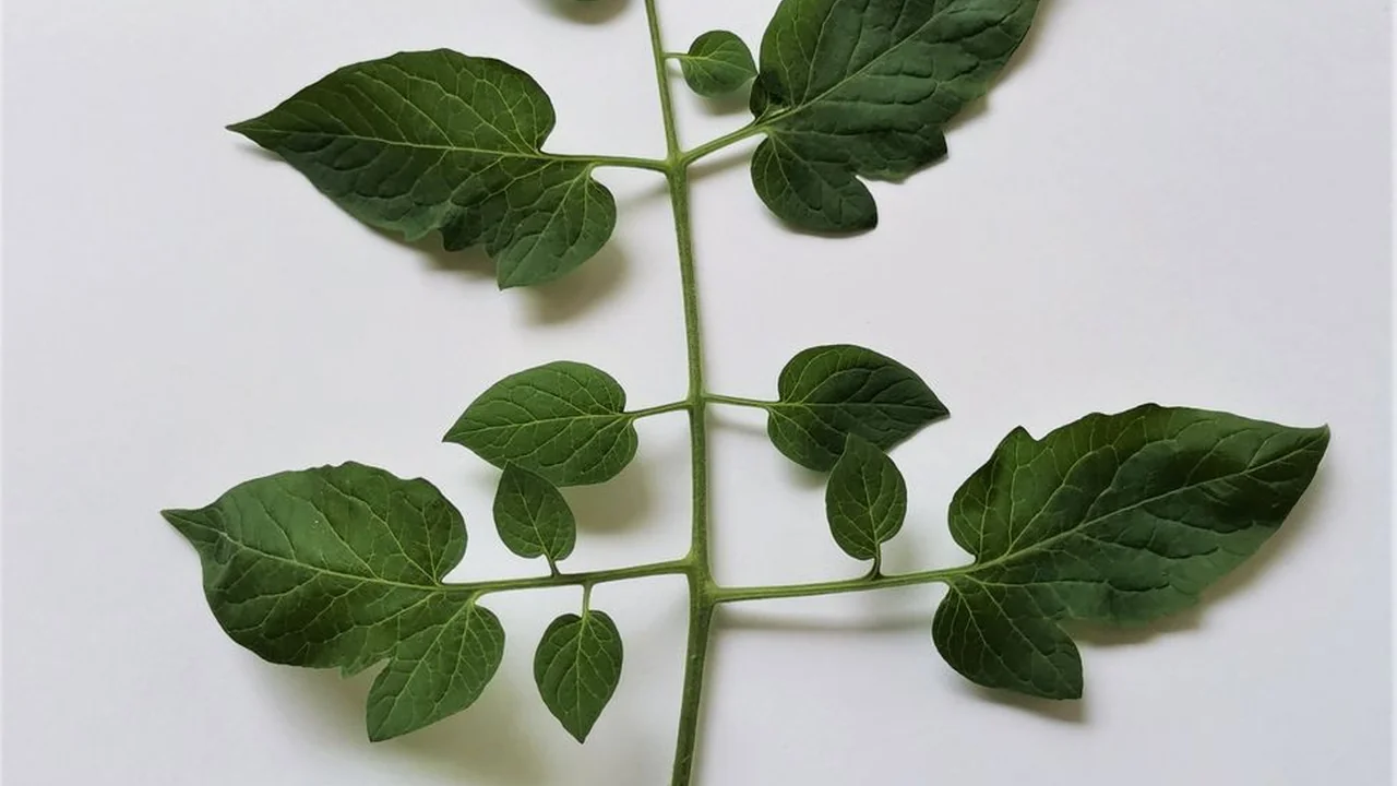 草莓视频ios在线随时随地享受精彩内容